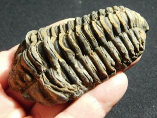 A Big Devonian Era Flexicalymene Sp.  Trilobite Fossil From Morocco 86.  2gr