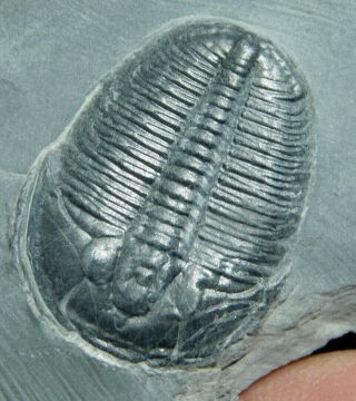 A 100 Natural 500 Million Year Old Elrathia Trilobite Fossil From Utah 118gr A
