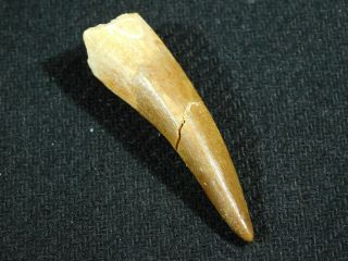 A 100 Million Year Old Maroccanus Spinosaurus Tooth Fossil From Morocco 7.  9gr