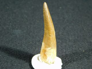 A 100 Million Year OLD Maroccanus SPINOSAURUS TOOTH Fossil From Morocco 7.  9gr 2