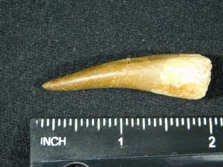 A 100 Million Year OLD Maroccanus SPINOSAURUS TOOTH Fossil From Morocco 7.  9gr 3