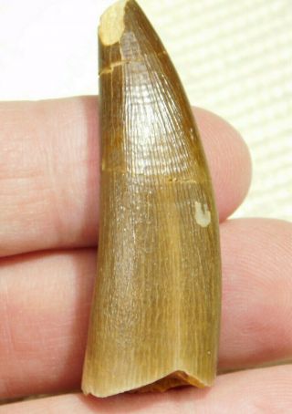 A 100 Natural S.  Maroccanus Spinosaurus Tooth Fossil From Morocco 13.  6gr
