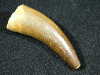 A 100 Natural S.  Maroccanus SPINOSAURUS TOOTH Fossil From Morocco 13.  6gr 2
