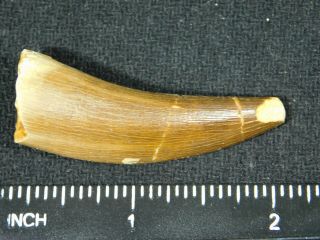 A 100 Natural S.  Maroccanus SPINOSAURUS TOOTH Fossil From Morocco 13.  6gr 3