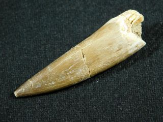 A 100 Million Year Old Maroccanus Spinosaurus Tooth Fossil From Morocco 10.  1gr