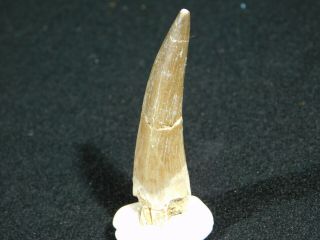 A 100 Million Year OLD Maroccanus SPINOSAURUS TOOTH Fossil From Morocco 10.  1gr 2