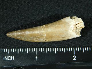 A 100 Million Year OLD Maroccanus SPINOSAURUS TOOTH Fossil From Morocco 10.  1gr 3