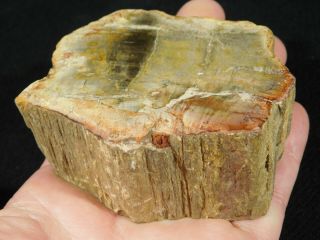 A Colorful Cut And Polished Petrified Wood Fossil Madagascar 333gr