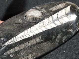 A Long Polished 400 Million Year Old Orthoceras Fossil Morocco 102gr
