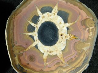 A Neat Eyeball Like Pattern On This Natural Polished Septarian Nodule 159gr