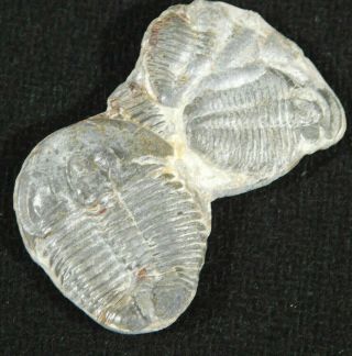 Three Entwined 500 Million Year Old Elrathia Trilobite Fossils Utah 9.  05