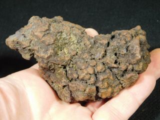 A Big 100 Natural Crocodile Or Turtle Coprolite Fossil From Madagascar 260gr