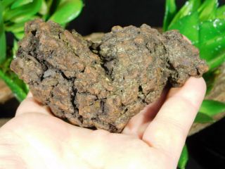 A Big 100 Natural Crocodile or Turtle Coprolite Fossil from Madagascar 260gr 2