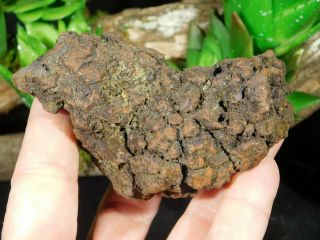 A Big 100 Natural Crocodile or Turtle Coprolite Fossil from Madagascar 260gr 3