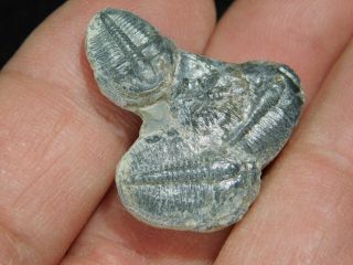 THREE Natural Entwined 500 Million Year Old Elrathia Trilobite Fossils Utah 9.  79 2