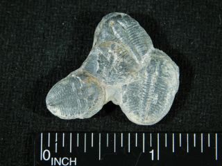 THREE Natural Entwined 500 Million Year Old Elrathia Trilobite Fossils Utah 9.  79 3