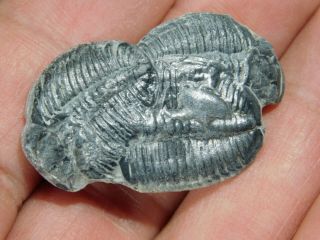 Three Natural Entwined 500 Million Year Old Elrathia Trilobite Fossils Utah 8.  87