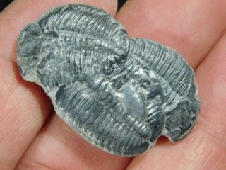 THREE Natural Entwined 500 Million Year Old Elrathia Trilobite Fossils Utah 8.  87 2