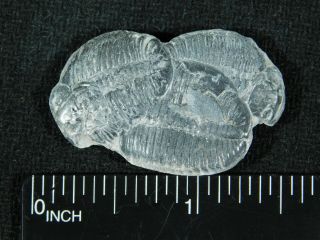 THREE Natural Entwined 500 Million Year Old Elrathia Trilobite Fossils Utah 8.  87 3