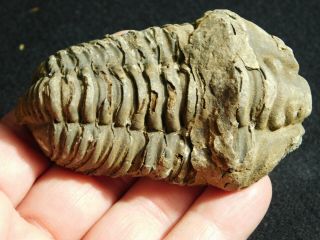 A Big Devonian Era Flexicalymene Sp.  Trilobite Fossil From Morocco 99.  1gr