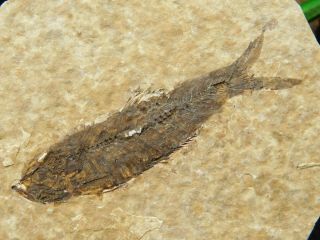 A Small Restored 53 Million Year Old Knightia Fish Fossil From Wyoming 72.  4gr