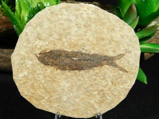 A Small Restored 53 Million Year Old Knightia Fish Fossil From Wyoming 72.  4gr 2