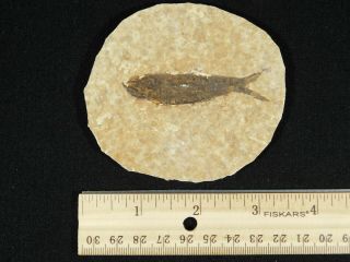 A Small Restored 53 Million Year Old Knightia Fish Fossil From Wyoming 72.  4gr 3