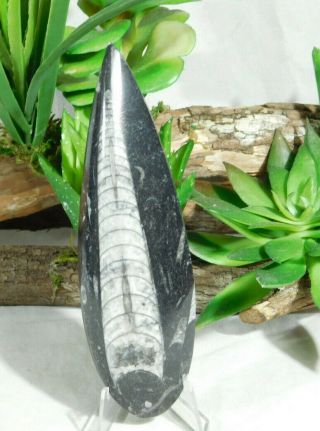 A Long Polished 400 Million Year Old Orthoceras Fossil From Morocco 104gr