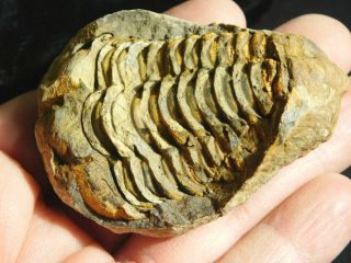 A Big 100 Natural Flexicalymene Trilobite Fossil In A Split Nodule 103gr