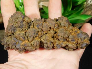 A Big 100 Natural Crocodile Or Turtle Coprolite Fossil From Madagascar 249gr