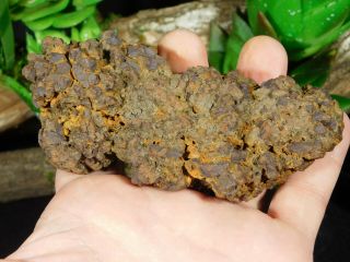 A Big 100 Natural Crocodile or Turtle Coprolite Fossil from Madagascar 249gr 3