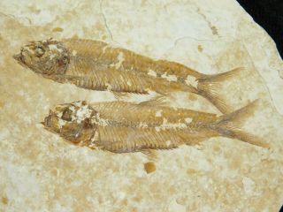 Three 100 Natural 50 Million Year Old Knightia Fish Fossils Wyoming 53.  7gr