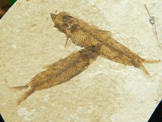 Two Small Restored 53 Million Year Old Knightia Fish Fossils Wyoming 47.  7gr