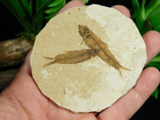 TWO Small Restored 53 Million Year Old Knightia Fish Fossils Wyoming 47.  7gr 2
