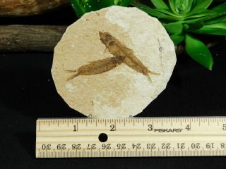 TWO Small Restored 53 Million Year Old Knightia Fish Fossils Wyoming 47.  7gr 3