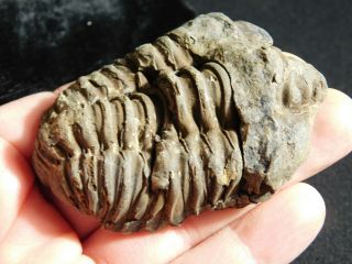 A Big Devonian Era Flexicalymene Sp.  Trilobite Fossil From Morocco 78.  7gr