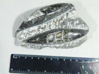 Two Polished 400 Million Year Old Orthoceras Fossils 302gr