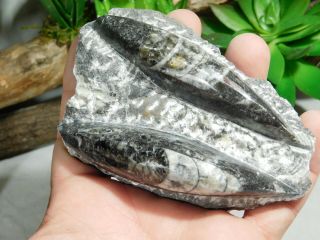 TWO Polished 400 Million Year Old ORTHOCERAS Fossils 302gr 2