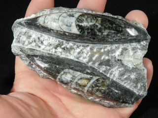 TWO Polished 400 Million Year Old ORTHOCERAS Fossils 302gr 3