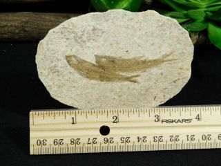 TWO Small Restored 53 Million Year Old Knightia Fish Fossils Wyoming 59.  7gr 3