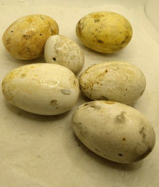 6 Victorian Pot Chicken Eggs.