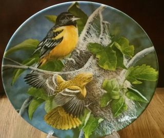 KNOWLES Decorative Bird Art Plate - The Baltimore Oriole - Kevin Daniel 2