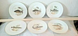 Set Of 6 Kuba Porzellan Bavaria Germany Porcelain Plates,  Gold Rim,  Fish Scenes