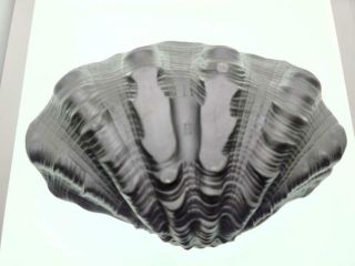 ULTRA RARE Wedgwood BLACK Basalt Nautilus Clam,  Shell,  12 inch Serving bowl 5