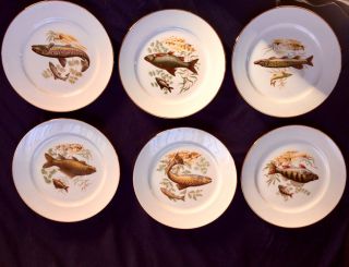 Kuba Porzellan Bavaria Germany Porcelain Fish Dinner Plate 9 3/5  Set Of 6
