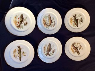 Kuba Porzellan Bavaria Germany Porcelain Fish Dinner Plate 9 3/5  Set of 6 3