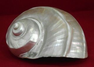 Pearled Turbo Marmoratus Sea Shell Mother Of Pearl Mop 6 " Green Sea Snail Conch
