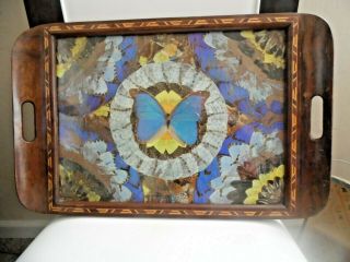Vintage Butterfly Wing Art Wood Inlay Serving Tray Unlabeled Glass Top 20 X 13