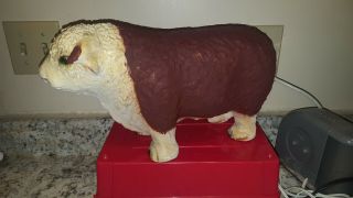 Vintage Chalkware Hereford Bull Bank Texas Hill Country Ranch Primitive 14 