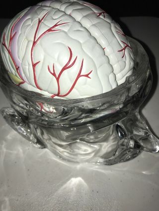 Unique Acrylic Medical Head Physicians Display Bowl With Sectional Brain
